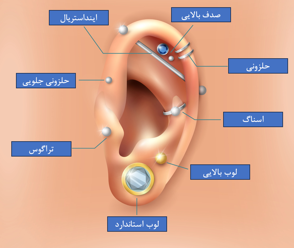 بخش های مختلف گوش
